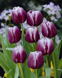 Tulpen Arabian Mistery